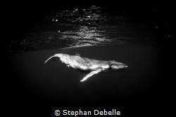 A baby Humpback Whale near the reef in Bora Bora. by Stephan Debelle 